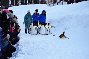 Penguin Parade in Asahiyama Zoo