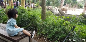 Singapore Zoo