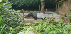 Singapore Zoo