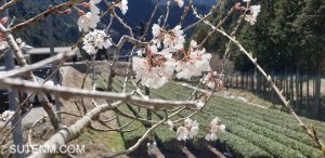  Shirakawa Farmers Market Chao