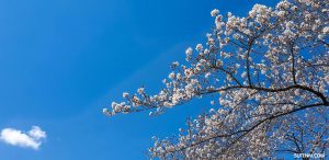 Sakura Nagoya Castle