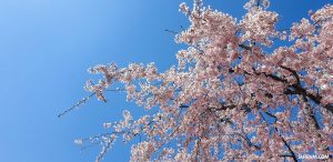 Sakura Nagoya Castle