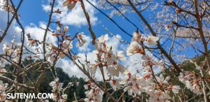 ซากุระ Shirakawa Farmers Market Chao