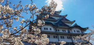 Sakura Nagoya Castle