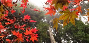 Alishan National Forest Recreation Area